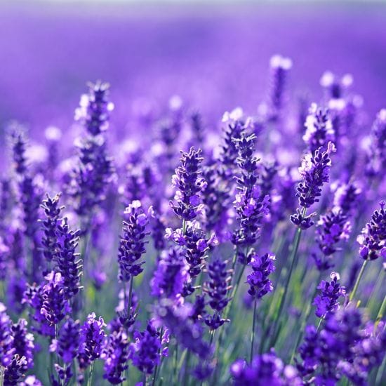 Lavender for Hypertension and Anxiety